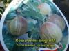 angrešt rodnik - žlutý,keř v KONTEJNERU