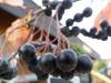 jeřáb černý stromkový - aronia ČK