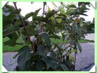 třešně zakrslé v 15 lt KONTEJNERU - podnož GIZELA5