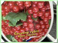 rybíz detvan - červený