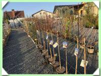 Hortenzie latnatá ma kmínku (kliknout pro zvětšení) Hortenzie latnatá ma kmínku