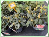 Rododendron (kliknout pro zvětšení) Rododendron