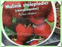 maliník bohéme /stáleplodící/