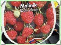 maliník červený willamette