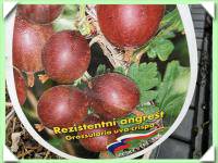 angrešt  hinnonmaki red - červený, keř