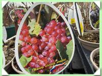 vinná réva - bezsemenná