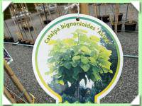 Katalpa zlatá (kliknout pro zvětšení) Katalpa zlatá