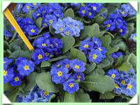 Petrklíč / modrý s pruhy / (kliknout pro zvětšení) Petrklíč / modrý s pruhy /