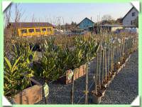 Bobkovišeň na kmínku (kliknout pro zvětšení) Bobkovišeň na kmínku