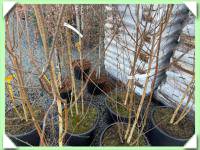 Bříza himalájská - vícekmenná (kliknout pro zvětšení) Bříza himalájská - vícekmenná