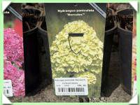 Hortenzie latnatá (kliknout pro zvětšení) Hortenzie latnatá