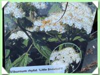 Kalina vrásčitolistá zakrslá (kliknout pro zvětšení) Kalina vrásčitolistá zakrslá