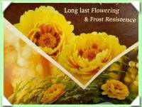 Pivoňka dřevitá / žlutá / (kliknout pro zvětšení) Pivoňka dřevitá / žlutá /