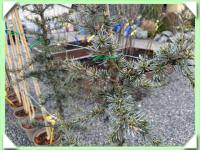 Cedr libanonský (kliknout pro zvětšení) Cedr libanonský