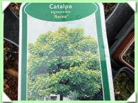 Katalpa zlatá - keřová (kliknout pro zvětšení) Katalpa zlatá - keřová