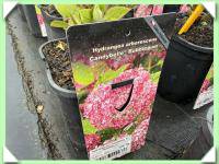 Hortenzie stromečkovitá růžová (kliknout pro zvětšení) Hortenzie stromečkovitá růžová