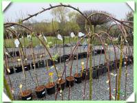 Vrba kočičková převislá